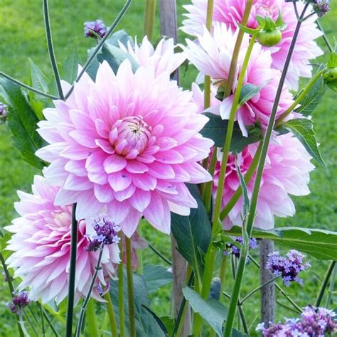 Growing Dahlias 7 Must Know Tips Before You Start