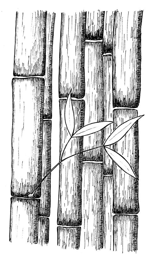 Bamboo By Rob Stevenson Texture Sketch Texture Drawing Texture Art
