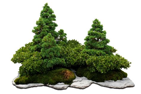 Bonsai Tree Png Png Image Collection