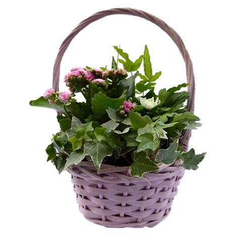 Thank You Mothersday Mum Flower Basket Buy Online At Qd Stores
