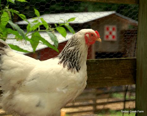The Brahma Chicken Raising A Large Breed Backyard Poultry