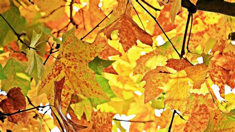 Wallpaper Id 25737 Autumn Leaves Branches Tree Maple 4k Free