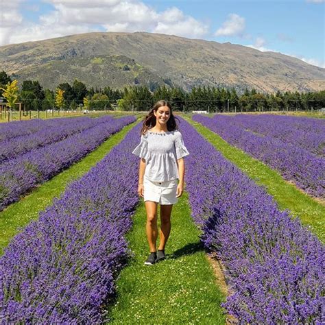 Lavender Farm In Wanaka New Zealand Artofit