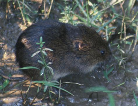 Meadow Vole And Woodland Vole
