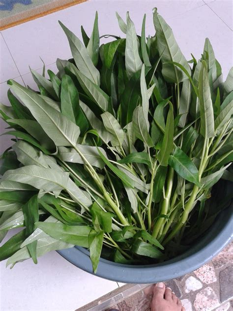 Cara semai dan pindah tanam kangkung hidroponik media tanam rockwool. Aku, sekelilingku dan keseharianku: Panen kangkung dan ...