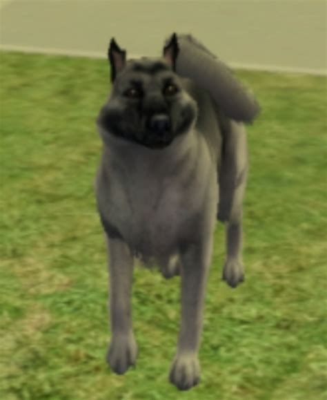 Mod The Sims Norwegian Elkhound