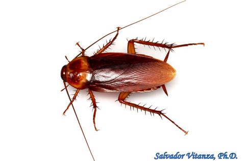Blattodea Blattidae Periplaneta Americana American Cockroach E