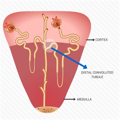 Nephrons Function Of The Various Segments Of The Renal Tubule