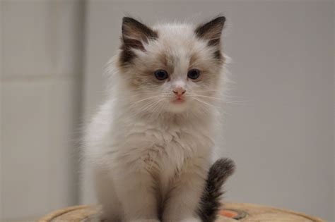 Maybe you would like to learn more about one of these? Ragdoll sale. Ragdoll breeders buy, buy Ragdoll Breeders ...