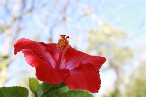 Gambar Alam Mekar Menanam Langit Daun Bunga Merah Botani Taman