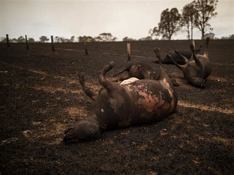 Australian Bushfires Army To Help Bury Dead Animals Livestock News