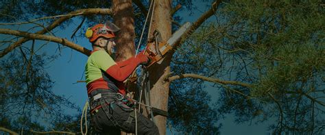 Tree Care Services  Sterling Heights, MI  Treemendous Tree Care LLC