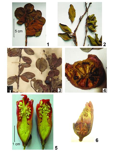 Morphology Of The Genus Punica 1 Leaves Of Punica Protopunica Socotra