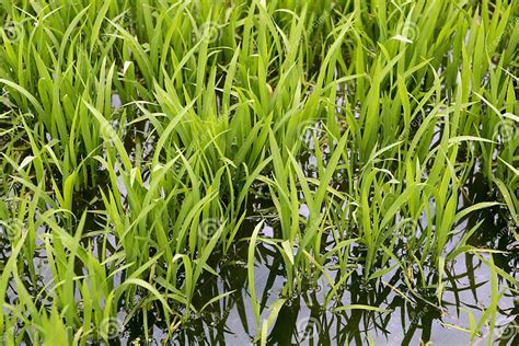 Green Rice Plants In Irrigation Spring Fields Stock Photo Image Of
