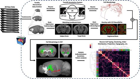 Platform And Workflow Of The Brain Wide Complete Morphology Imaging