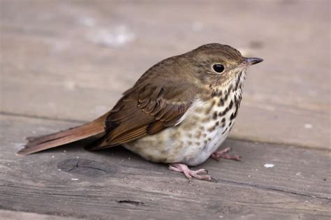 33 Brown Birds In North America Id Photos