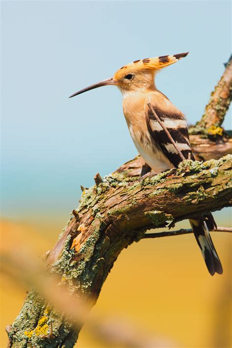 Hoopoe Birds On Behance
