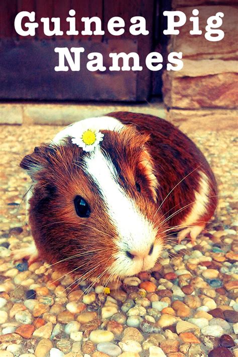 Guinea Pig Names Over 400 Of The Best Cute And Unique Ideas