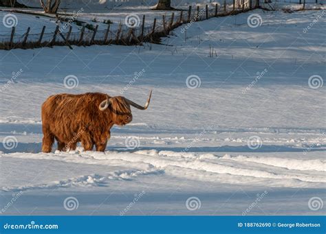 Highland Cow In A Snowy Field Stock Photo Image Of Bovine Hairy