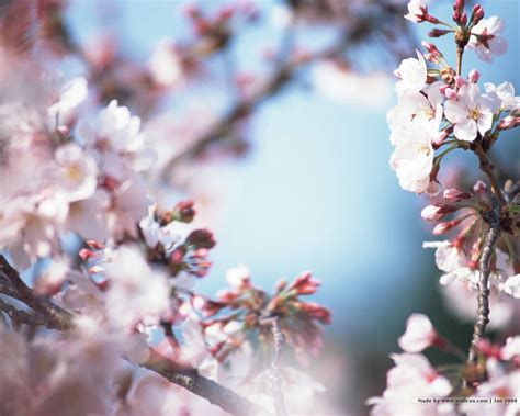 Download Cherry Blossoms Wallpaper By Lauraw99 Japanese Cherry