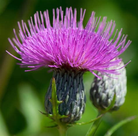 Native Thistles Have Been Getting Bad Rap From Invasive Species News