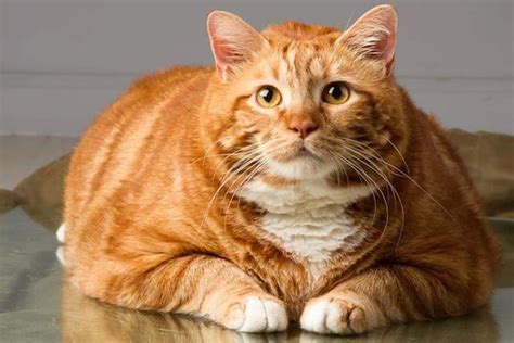 A 41 Pound Cat Slims Down — Bagheera The Diabetic Cat