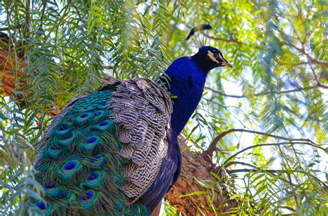 Peacocks Flickr