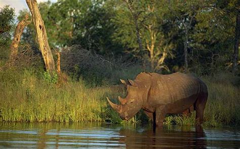 South Africa Safari Crisis In Kruger National Park