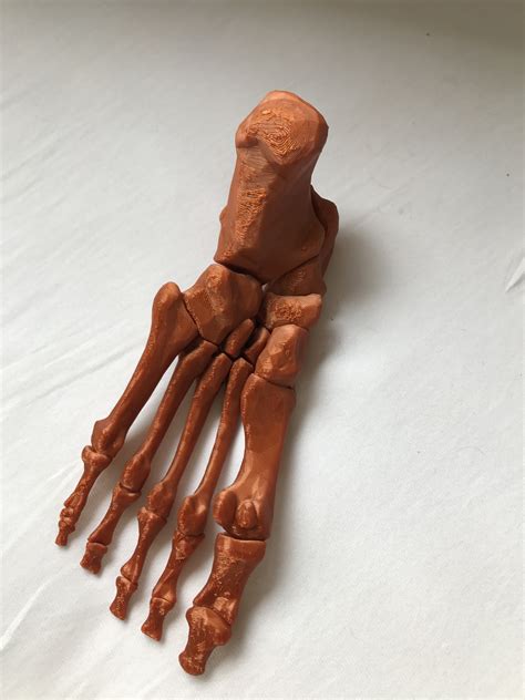 3d Printable Skeletal Foot By Annalize Butler