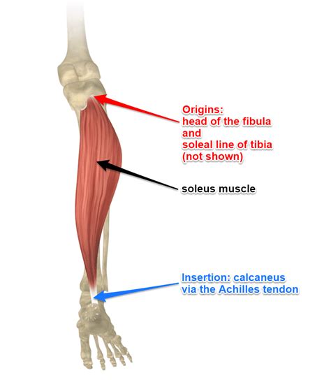 The Soleus Muscles Its Attachments And Actions Yoganatomy
