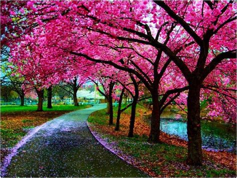 Sakura Trees Japan Wallpaper