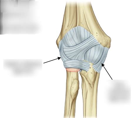Ligaments Of The Elbow Joint Slide Share