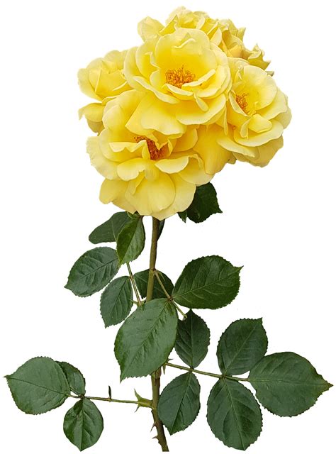 Yellow Rose Transparent PNG Image | Gallery Yopriceville ... Since png images have transparent backgrounds, you can instantly use them in any layout.