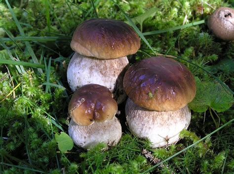 Fungus Porcini Free Photo Download Freeimages