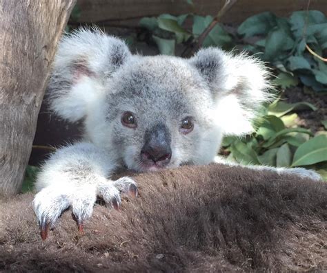 Pin By Siv Schaerlund On Koalas Funny Koala Cute Animals Cute Baby
