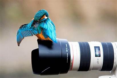 Camera Canon Birds Nature Bird Colibri Animals
