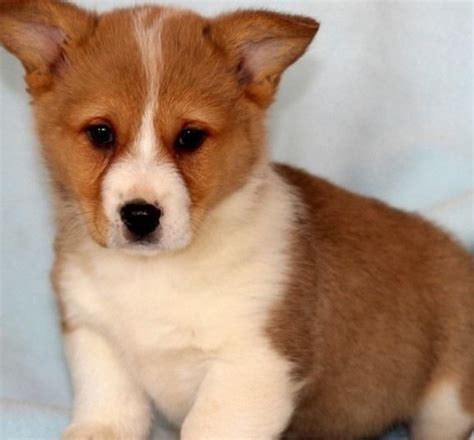 Get healthy pups from responsible and professional breeders at puppyspot. Pembroke Welsh Corgi Puppies For Sale | Austin, TX #118263