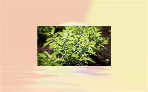 Purecircle Successfully Produces New Starleaf™ Stevia Extract With High