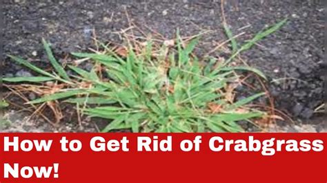 How To Get Rid Of Crabgrass 5 Easy Steps Anyone Can Follow Youtube