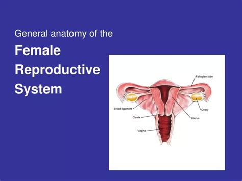 PPT General Anatomy Of The Female Reproductive System PowerPoint