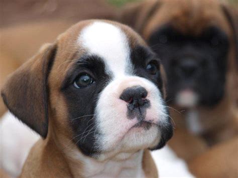 Puppies Boxer Puppies Boxer Puppies For Sale In Ipswich