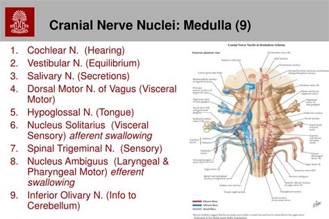 Ppt Cranial Nerves Cranial Nerve Nuclei Powerpoint Presentation My