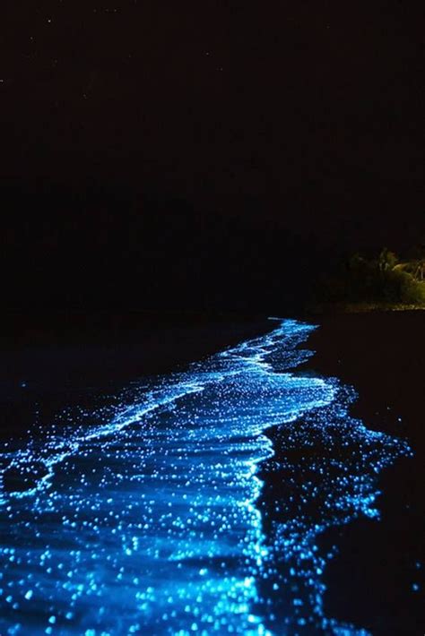 Best Time To See Bioluminescent Plankton In Maldives 2023 Roveme