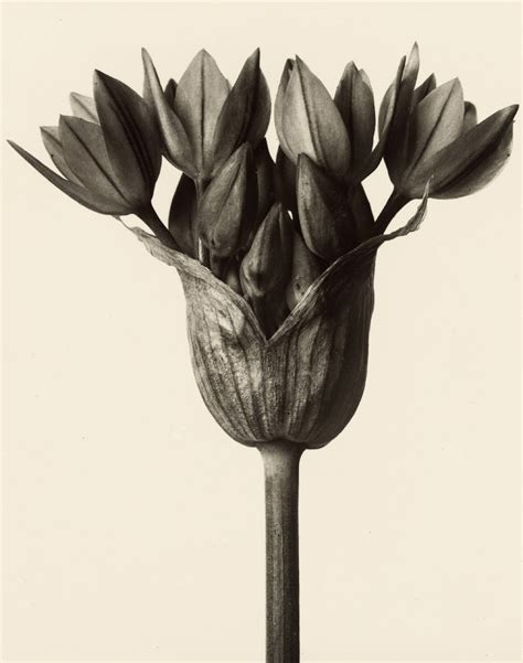 Masters Of Photography Karl Blossfeldt Allium Etsy Australia