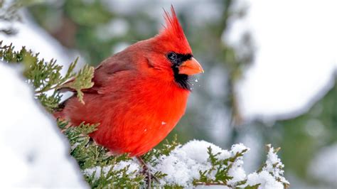Cardinal In Snow Background
