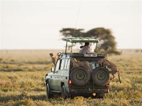 The Secret Behind Fascinating Serengeti Tanzania Safari See Africa Today