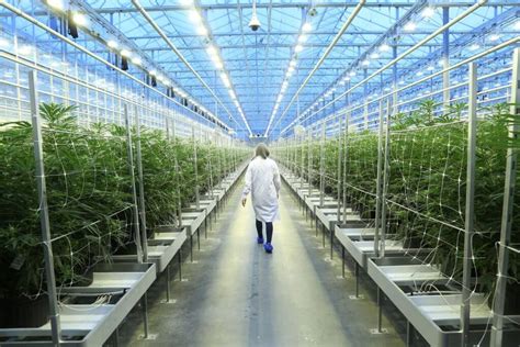 The Greening Of Pot Can Power Hungry Cannabis Sector Turn Over New