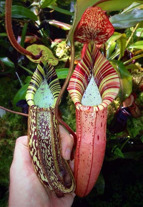 N Spectabilis On The Left And N Spectabilis X Veitchii On The Right