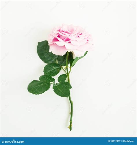 Pink Rose With Leaves On White Background Floral Background Stock