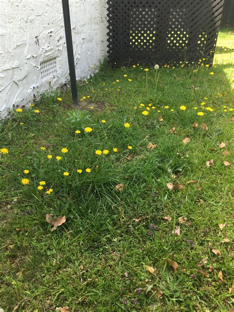 Aside from regular patio maintenance, there is also a longlasting weed prevention you can use a pressure washer to stop weeds from growing on block paving. How do I stop these weeds from growing in my lawn ...